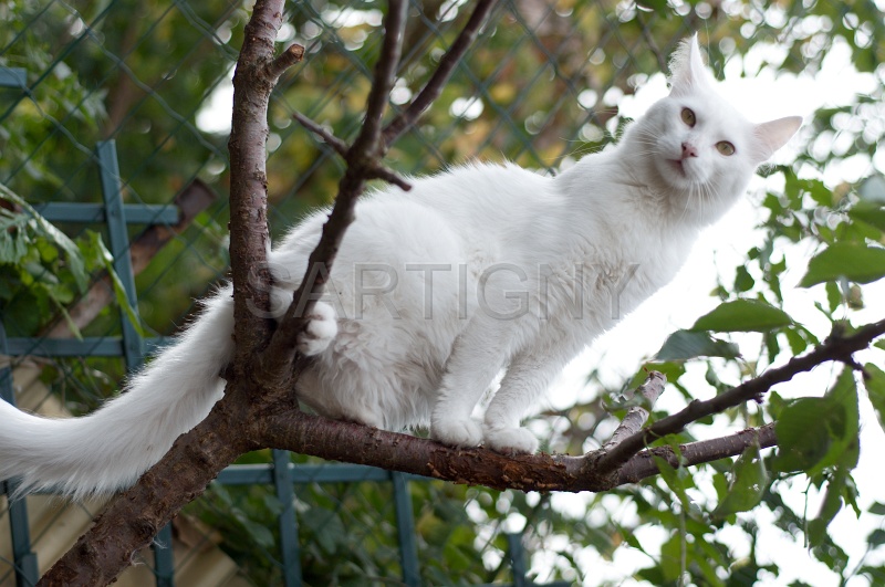 ANGORRA TURC 016.jpg